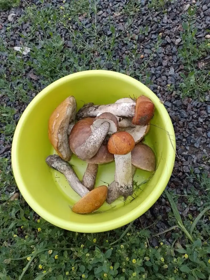 Pirmieji baravykai ir raudonikiai