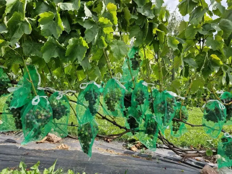 Vynuoges maišeliuose, apsauga nuo vapsvų nuotr. Almantas Bartaševičius