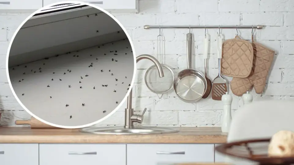 Vaisinės muselės namuose