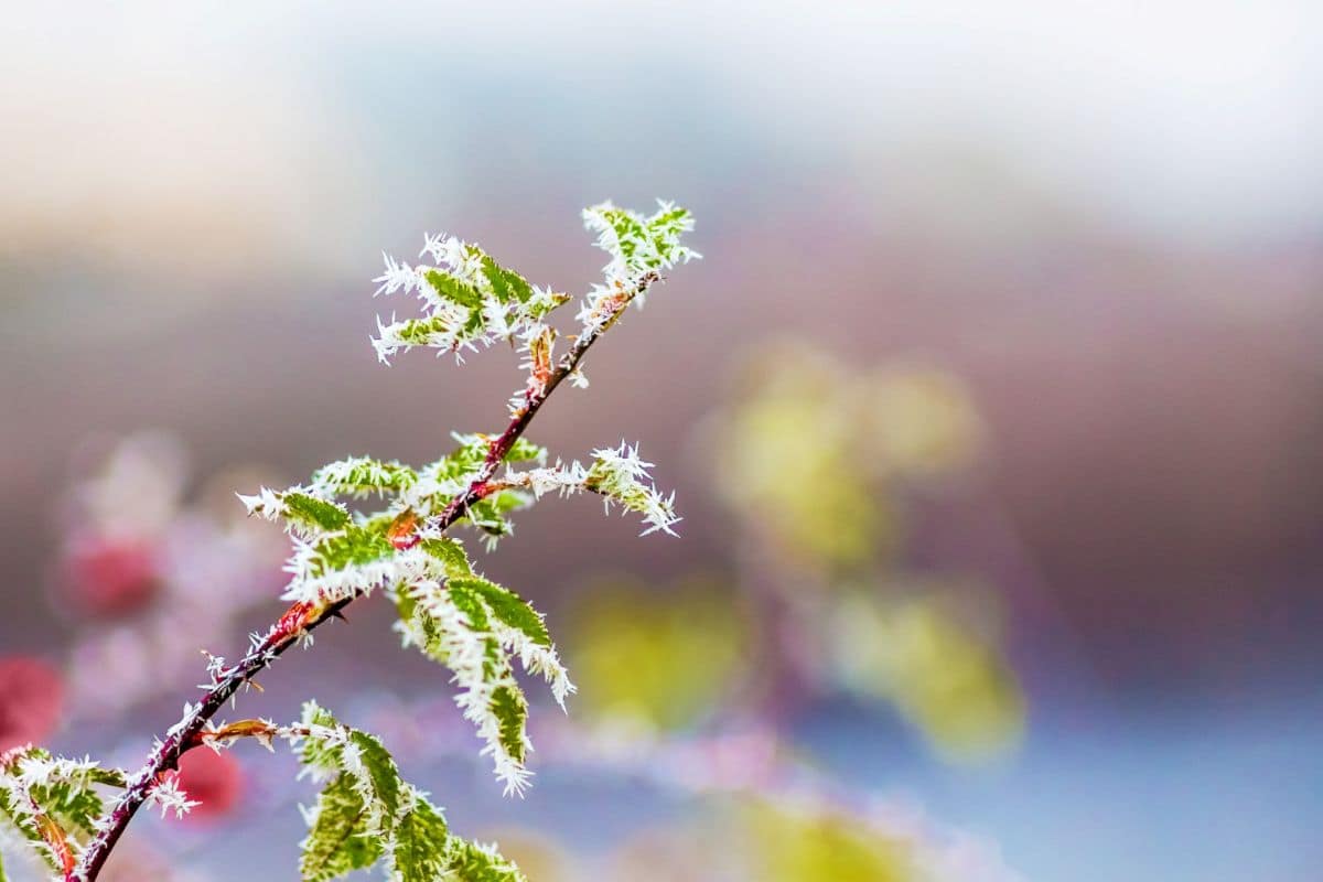 Pavasaris nebus šiltas