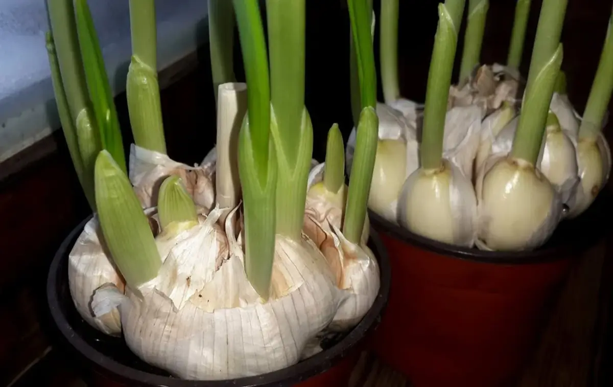 Česnakas sudygo sausio mėnesį