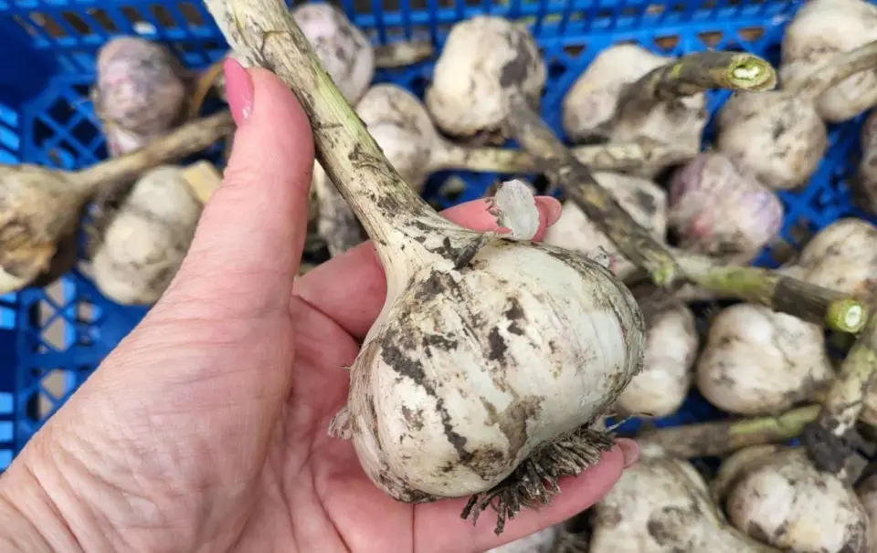 Ką daryti, jei česnakas sudygo žiemą