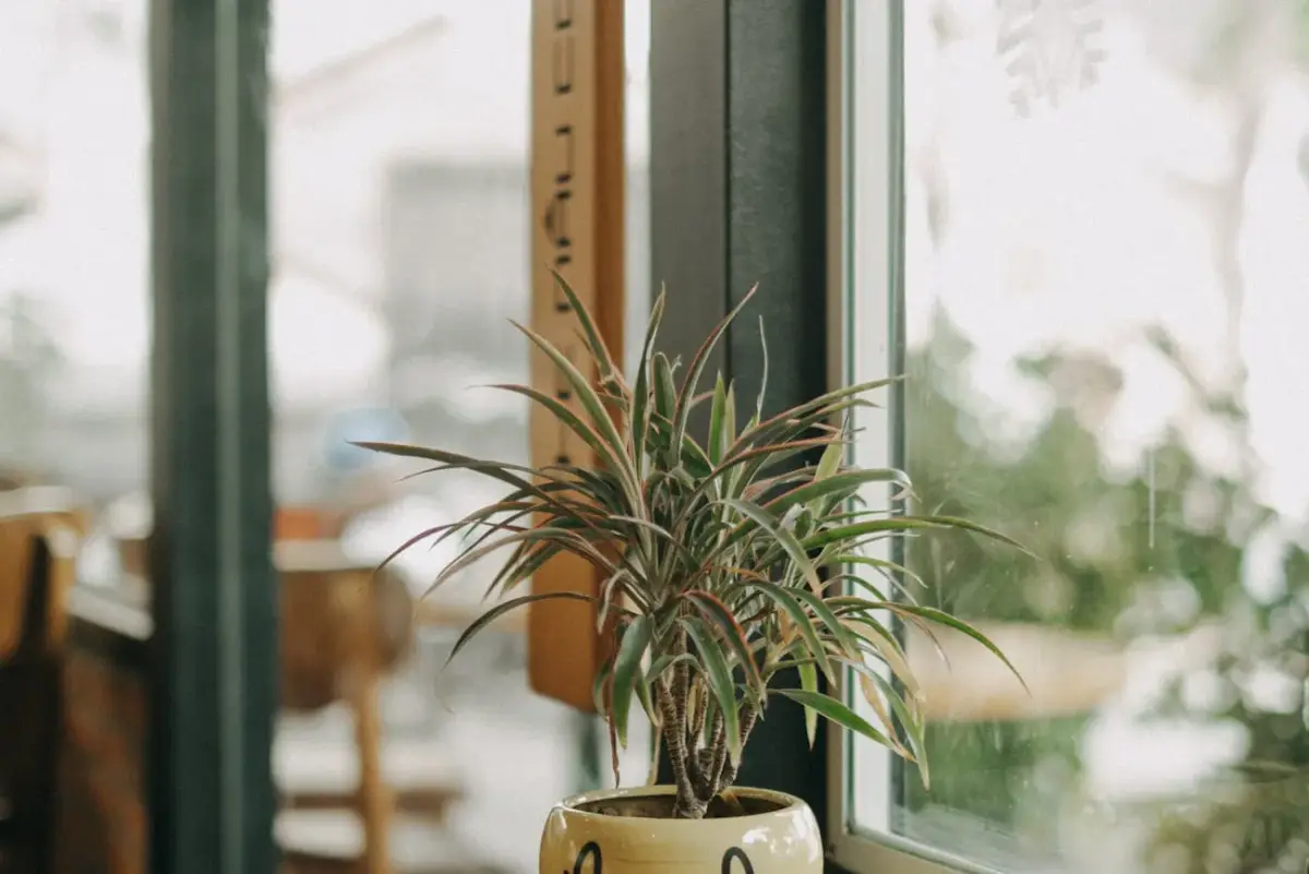 Kaip atgaivinti draceną?