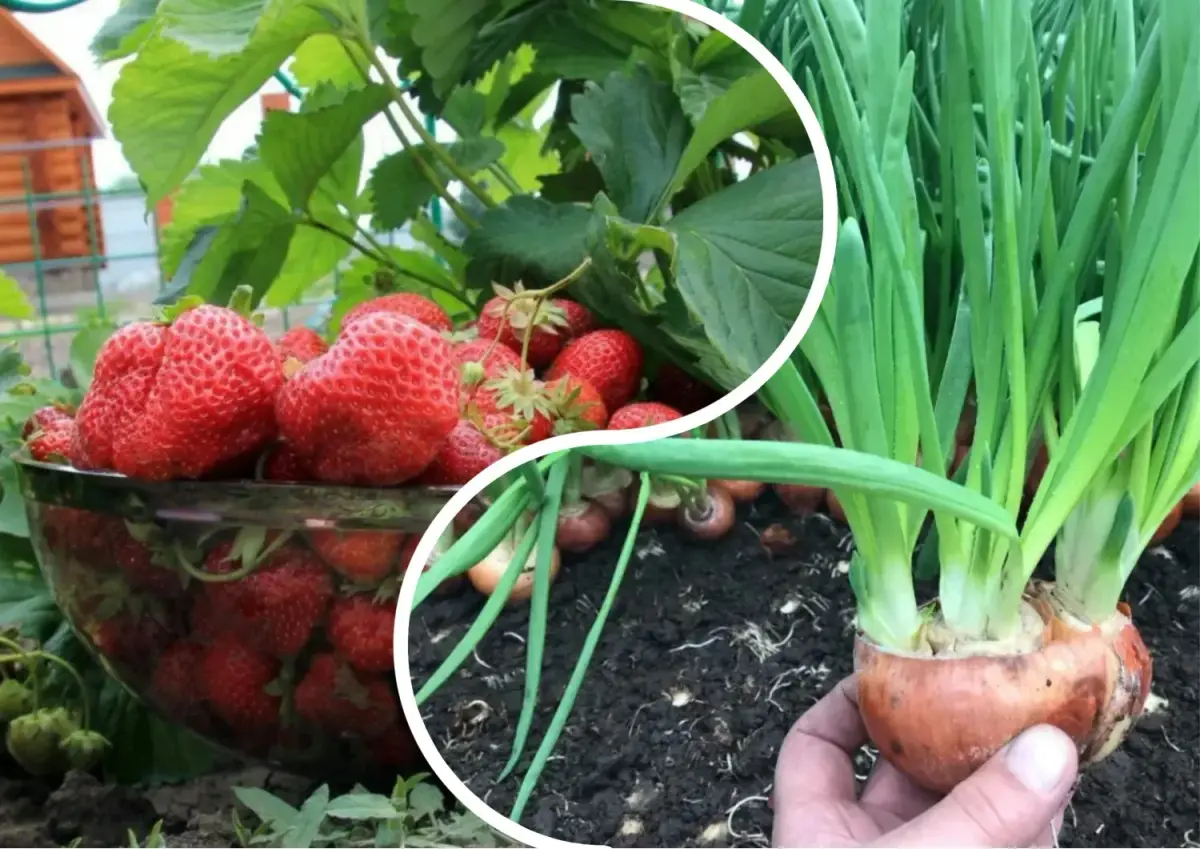 Kodėl negalima sodinti braškių po braškių