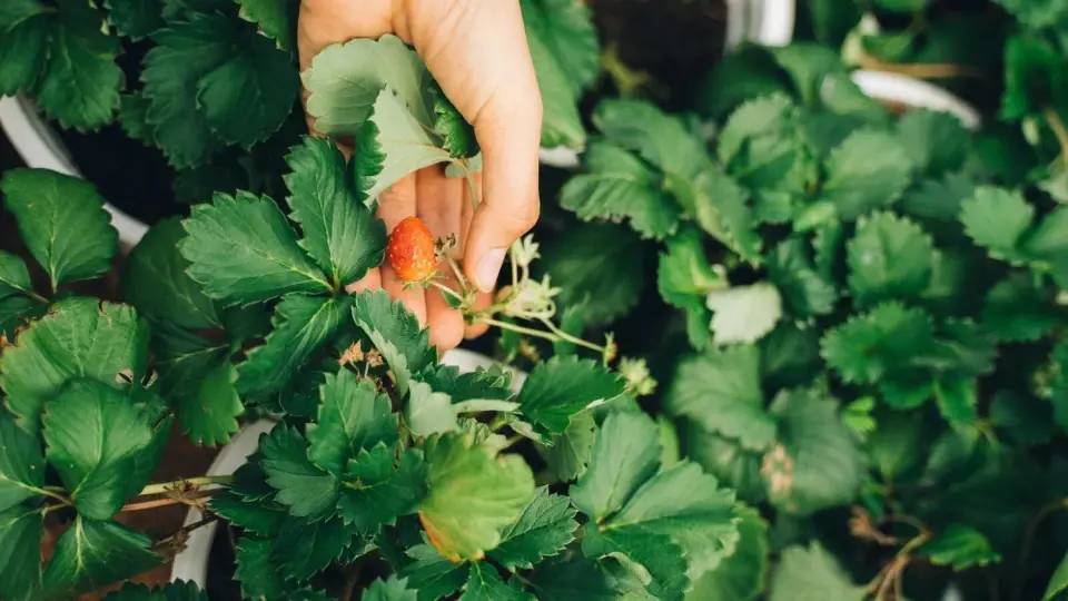 Nesodinkite braškių šiame sklype
