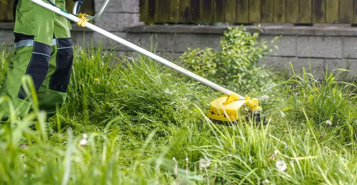 Pjauti ar nepjauti vejos po lietaus