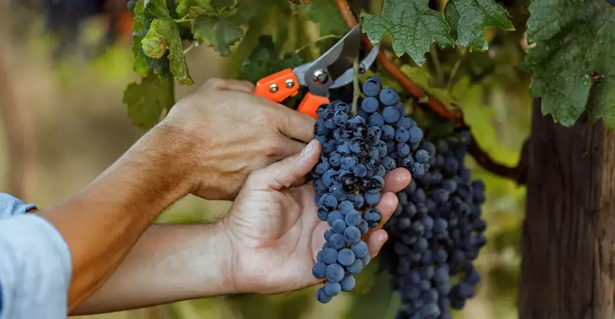 Skanios vynuogės rugpjūčio mėnesį