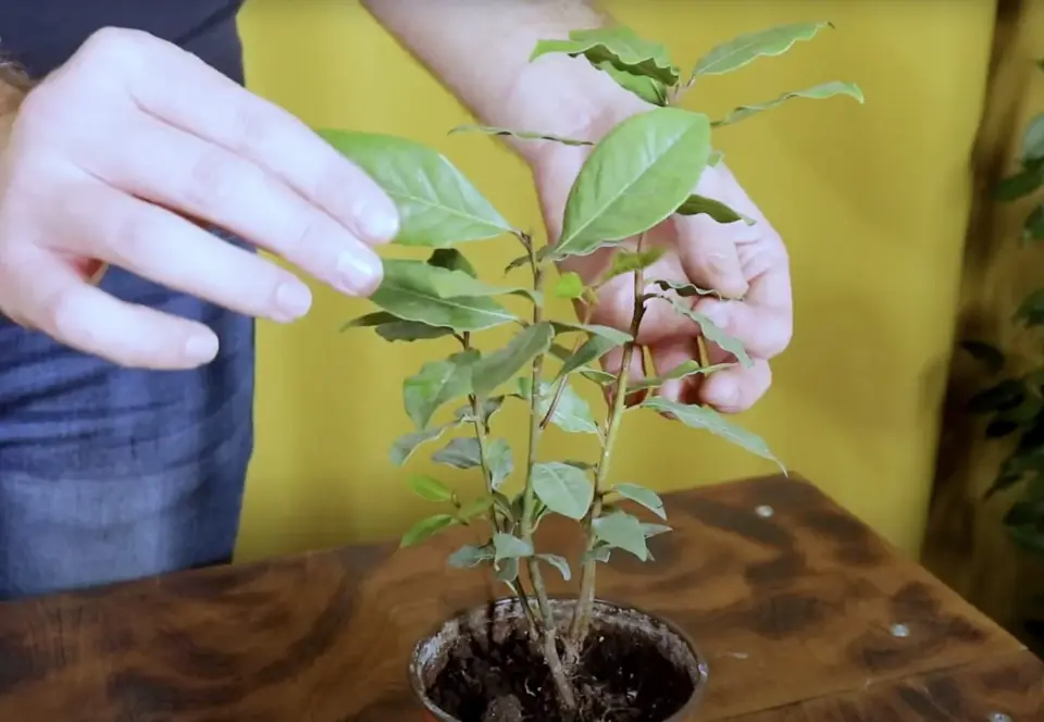 Sodininkai paaiškino, kodėl lauro lapus reikėtų užkasti sode