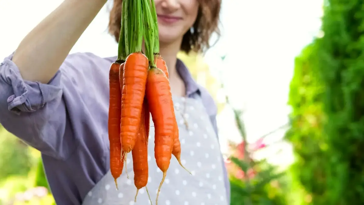 Sodo darbai rugpjūtį