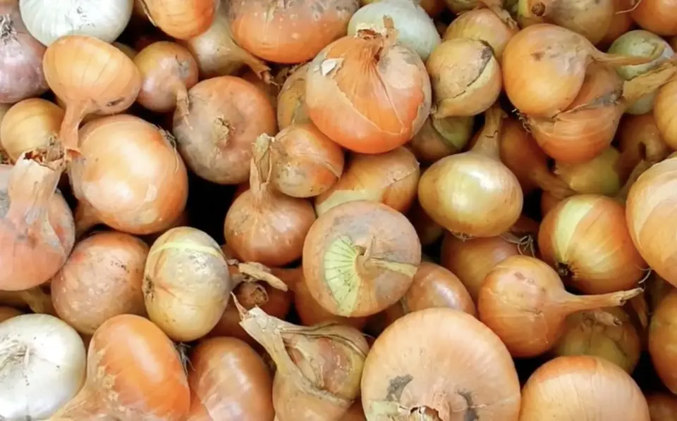 Svogūnai nesudygs, jei naudosite šį metodą