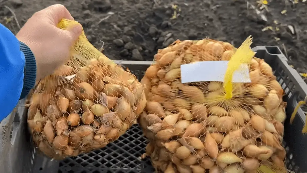 Svogūnai tinklelyje