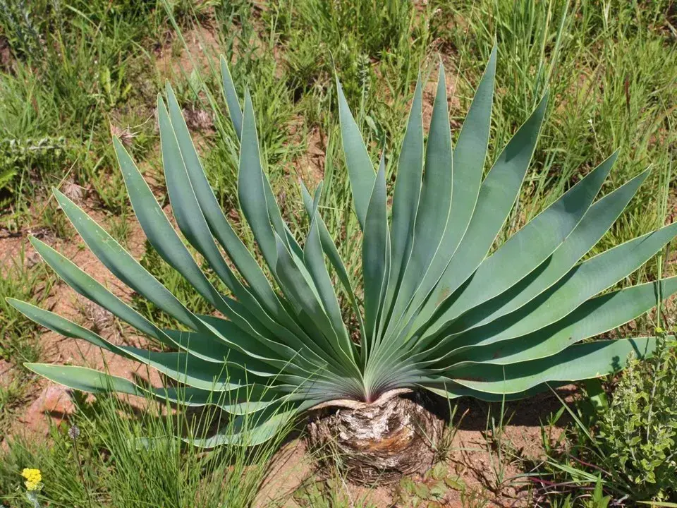 Bufono dističa – tai nuodingas svogūninis augalas, augantis daugiausia pietų Afrikoje. Jam būdingas didelis svogūnėlis (kumščio dydžio ar didesnis), kuris dažnai išsikiša iki pusės virš žemės, ir įdomiai išsidėstę lapai, kurie išauga tobulos vėduoklės pavidalu. Nepaisant toksiškumo, labai mažomis dozėmis jį taip pat naudojo vietiniai žmonės (pvz., bušmenai) tradicinėje medicinoje ir šamanų ritualuose dėl gebėjimo sukelti stiprias haliucinacijas.