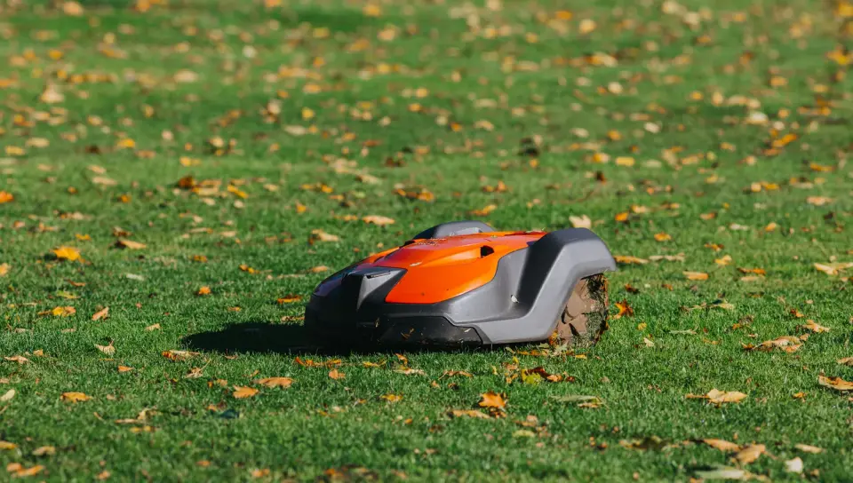 Vejos priežiūra spalį