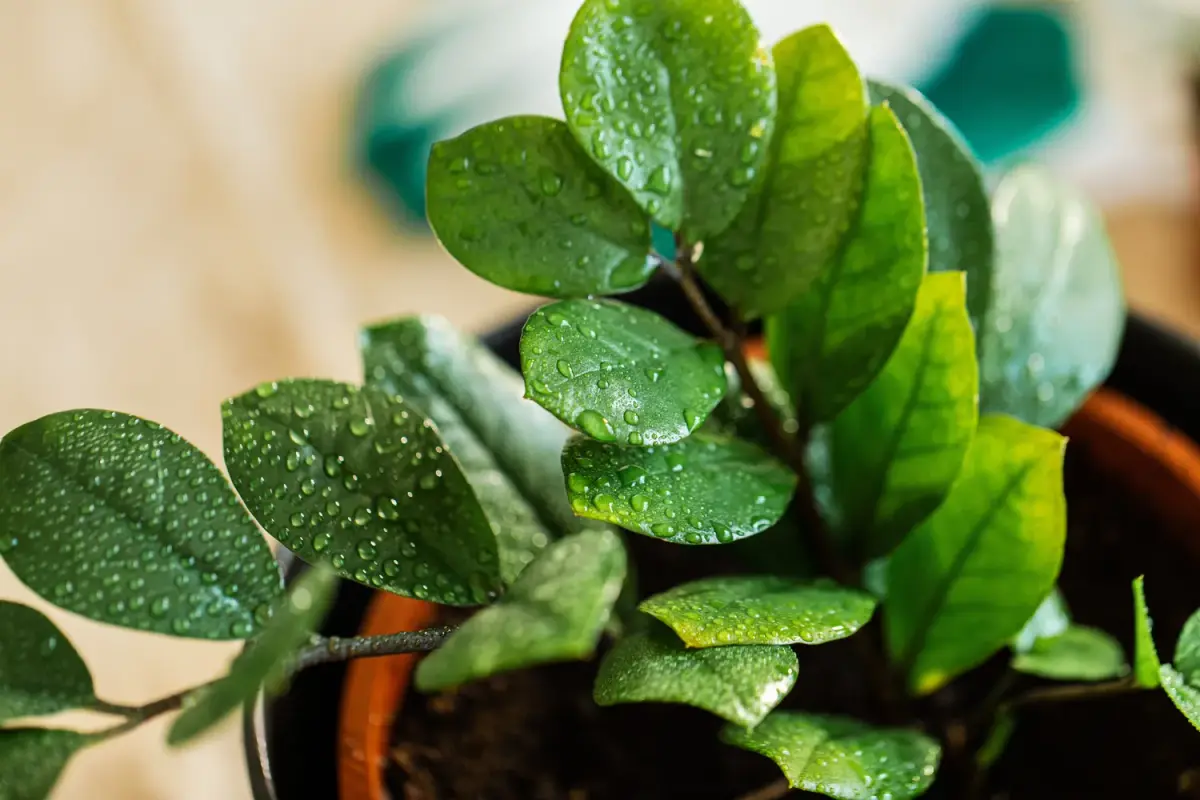 Pinigų medis vešlus ir gražus naujoje vietoje