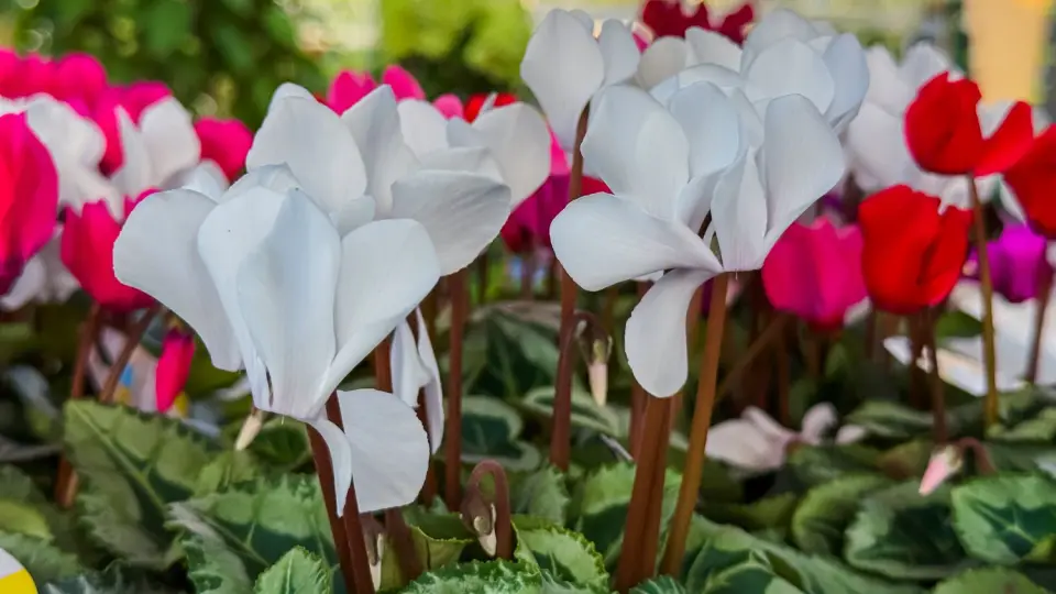 Ciklamenų priežiūra