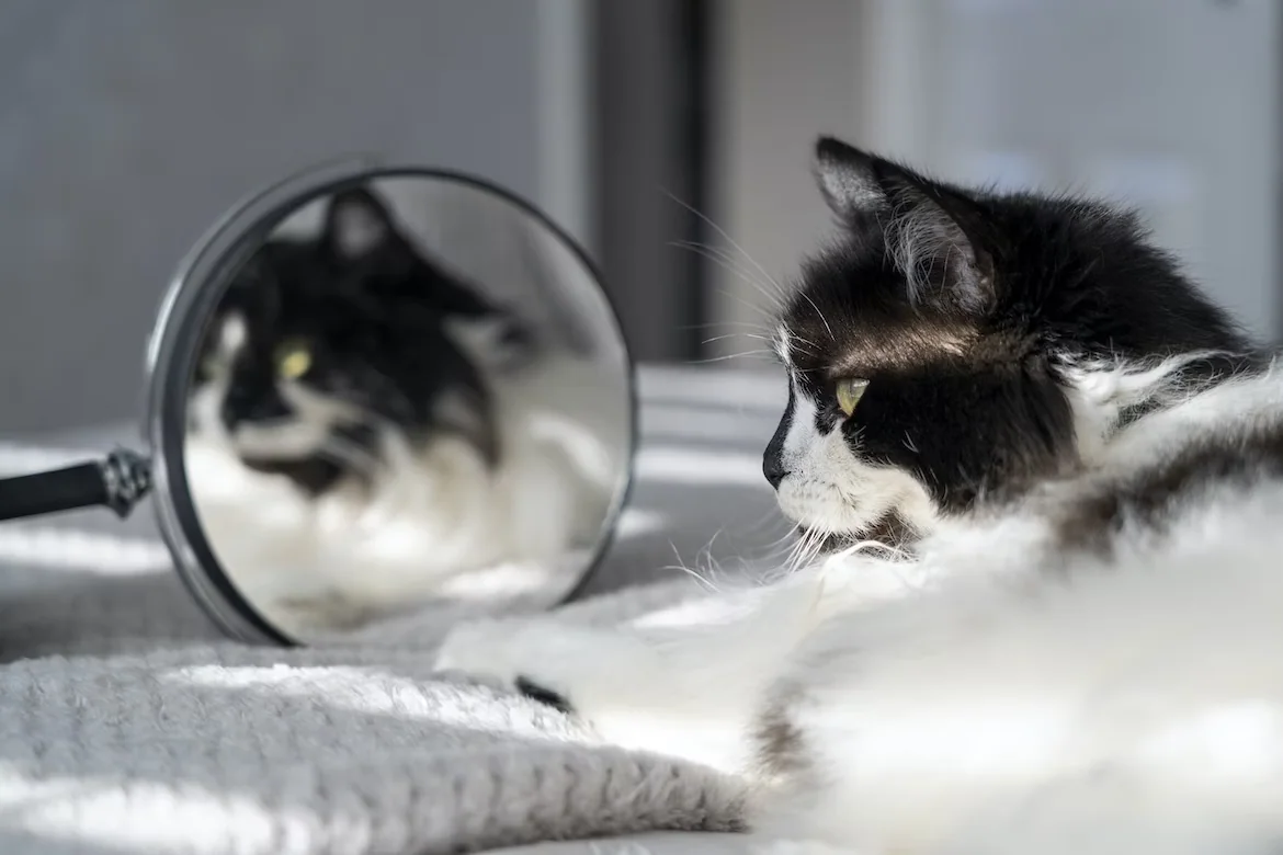 Ką katė mato veidrodyje