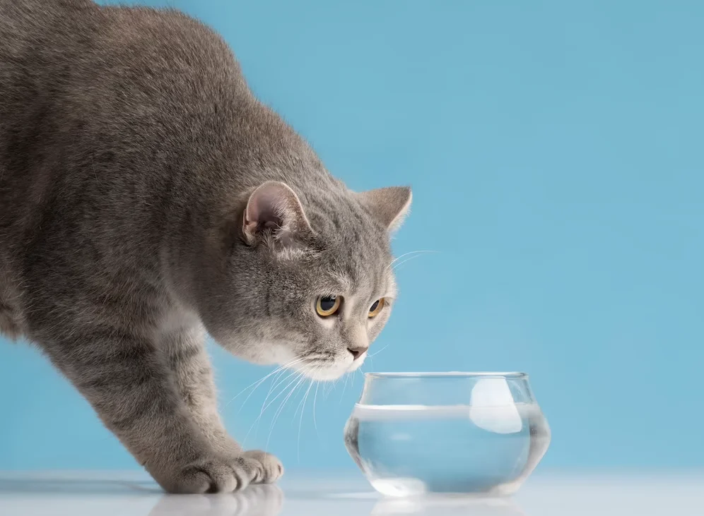 Katė geria vandenį