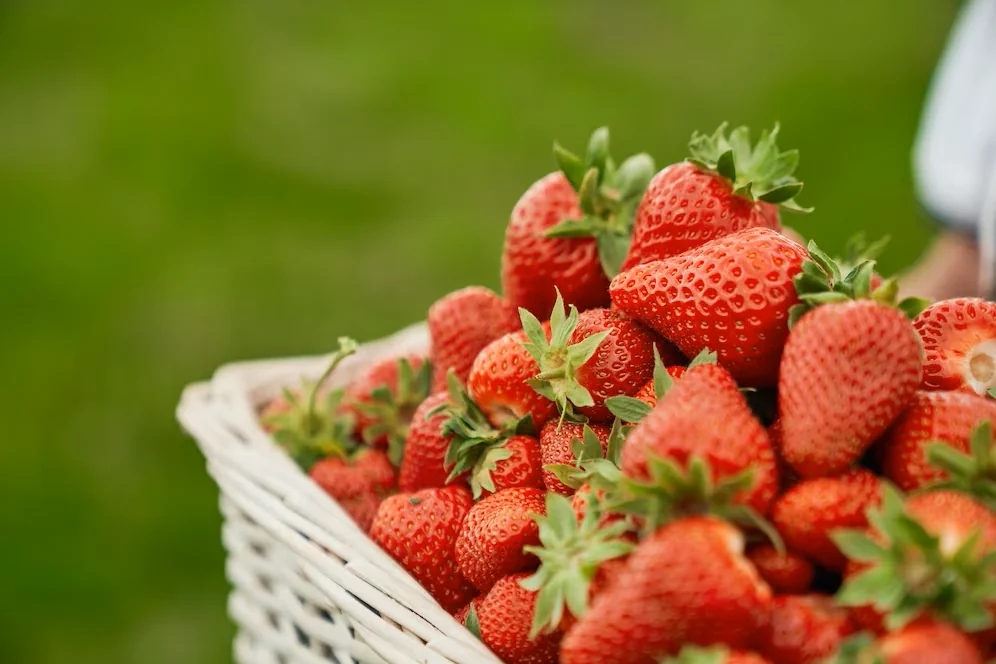 Ką geriausia sodinti šalia braškių