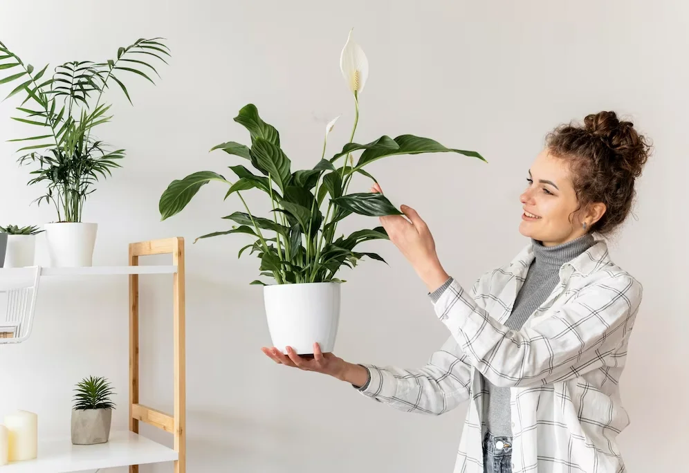 4 kambarinių augalų laistymas