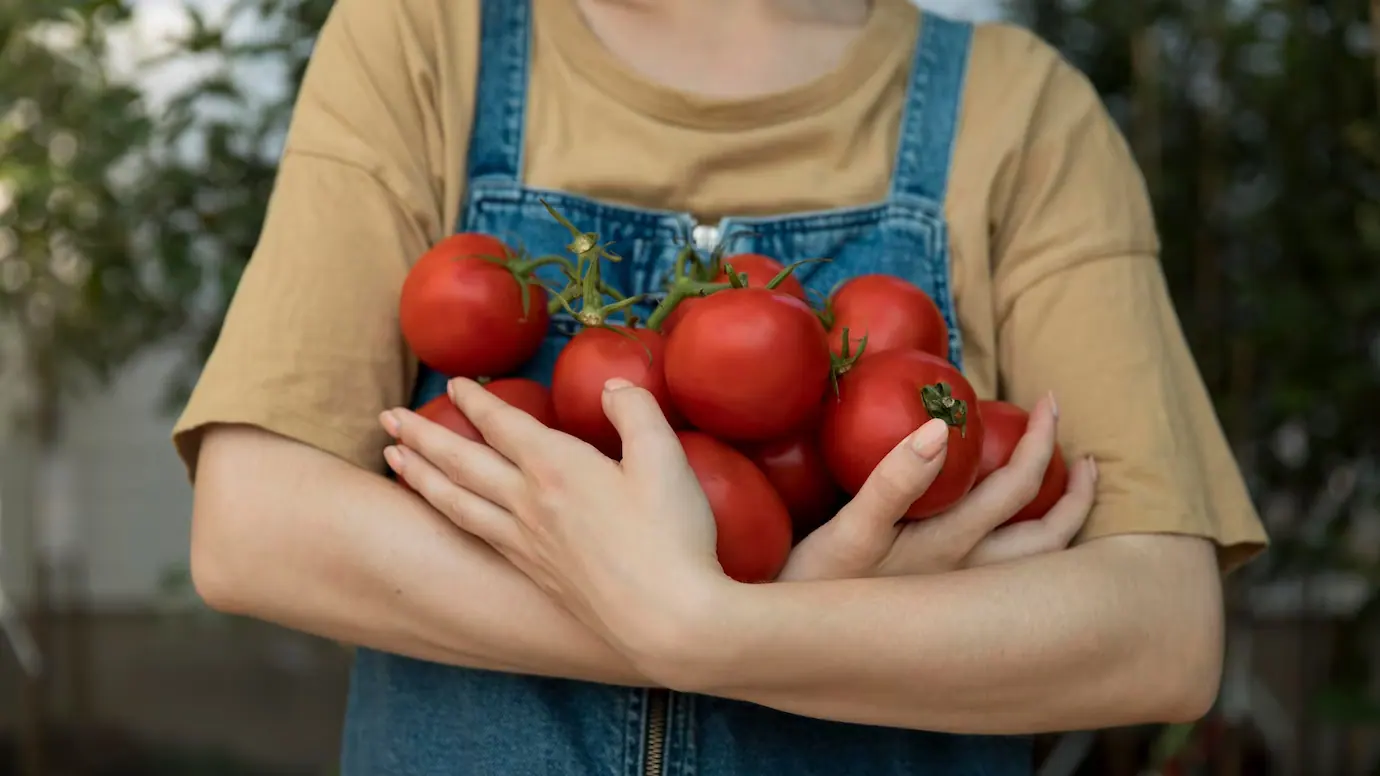 Ekologiški pomidorai