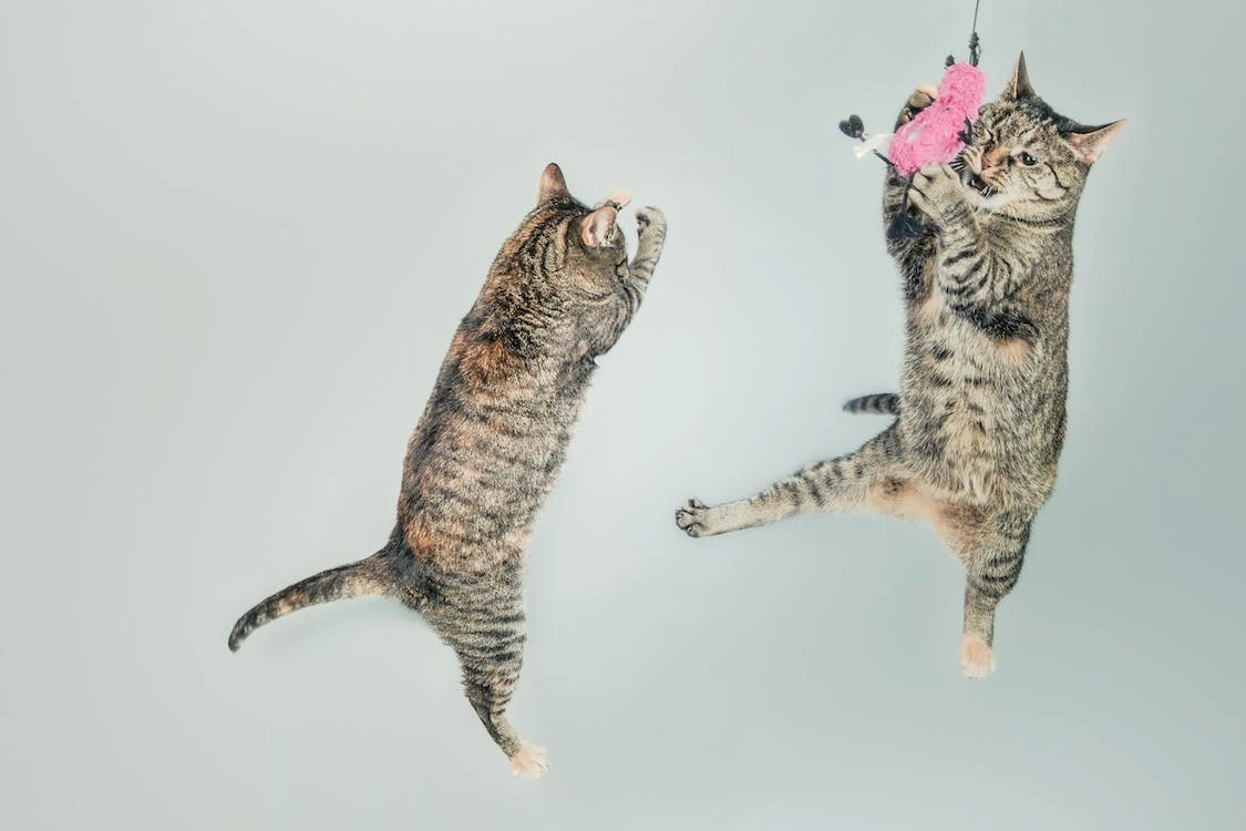 Kodėl katės šokinėja ant sienų