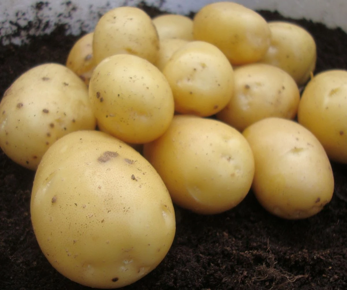 Tinkamas bulvių laikymas žiemai