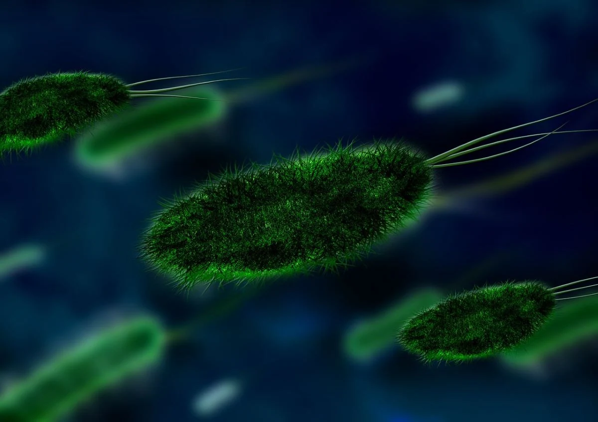 Kas yra bakterijos