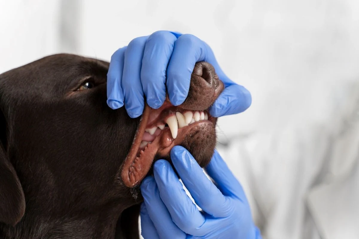 Šunų dantų apžiūra