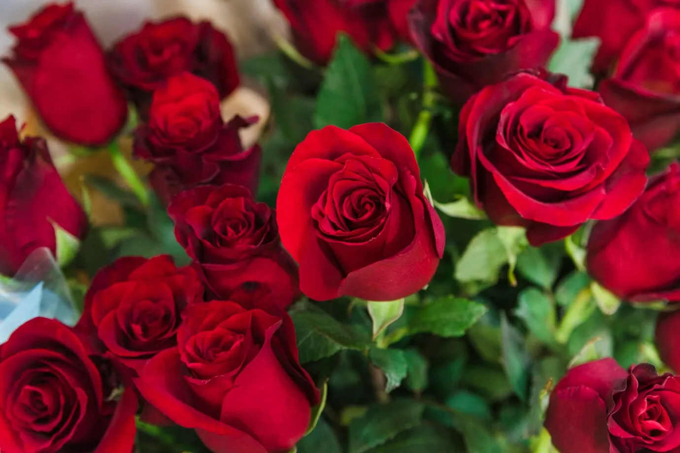 9 faktai apie rožes