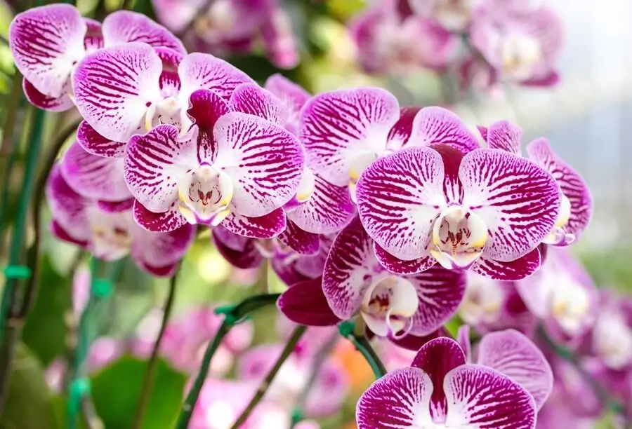 Tai turi išbandyti visi orchidėjų augintojai