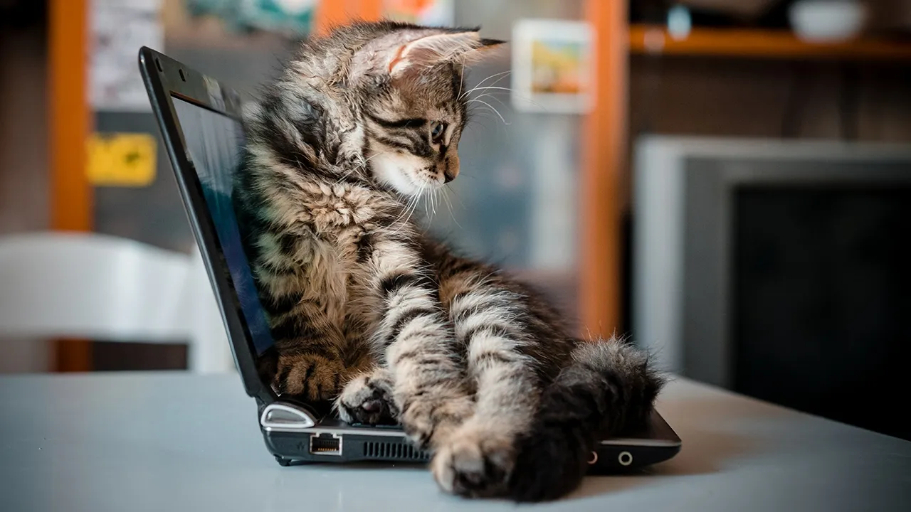 Katė guli ant nešiojamo kompiuterio