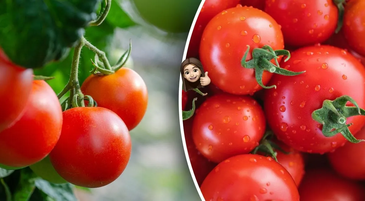Labai naudinga daržovė - pomidorai