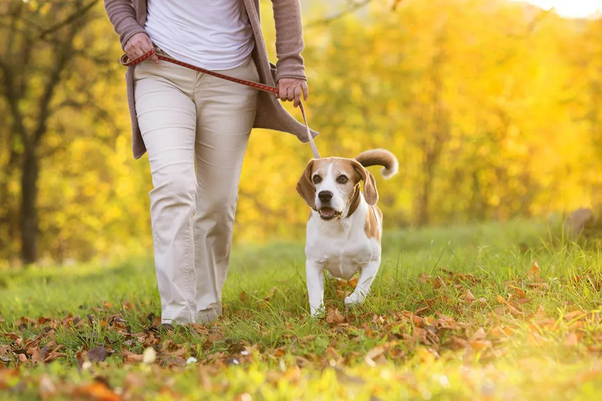 Vaikščioti su šunimi tiesiog būtina