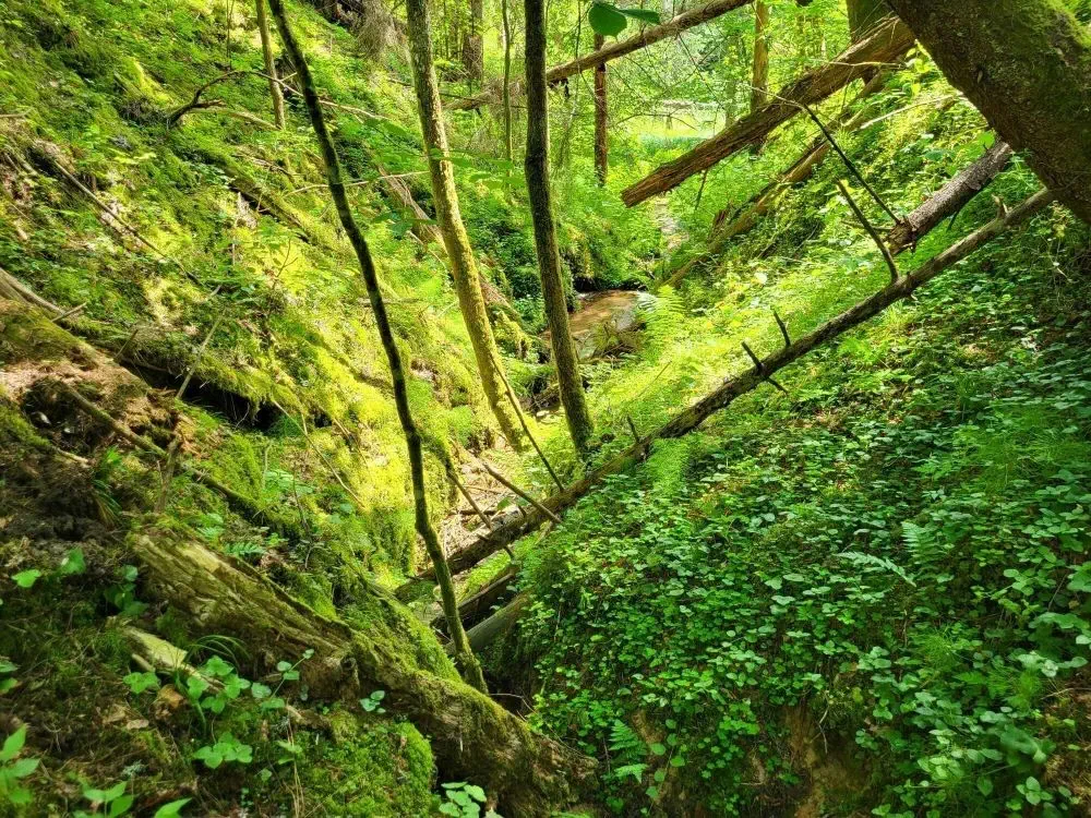 Išpirktas dar vienas miško plotas - Sengirės fondas