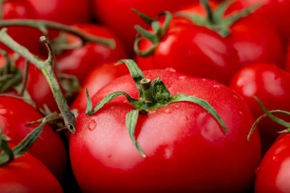 Itin veiksmingos pomidorų trąšos