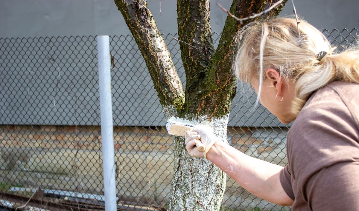 Medžių balinimas pavasarį