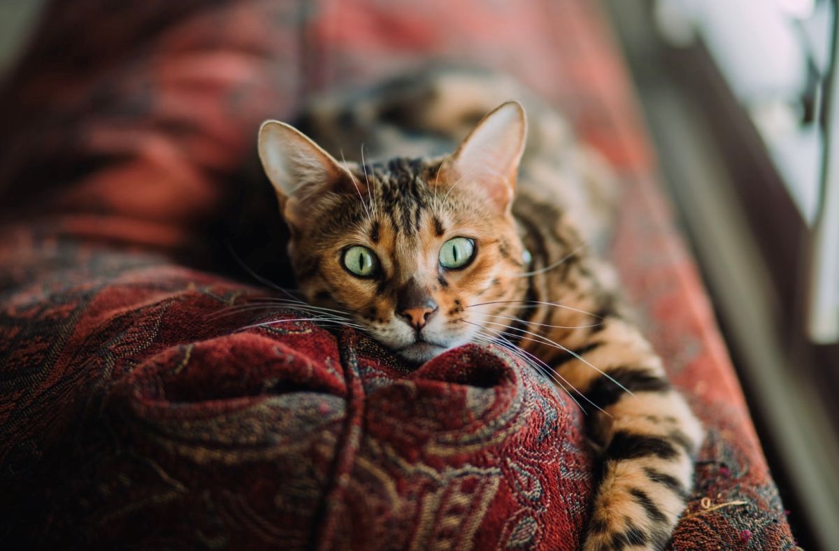 Papildai augintiniams