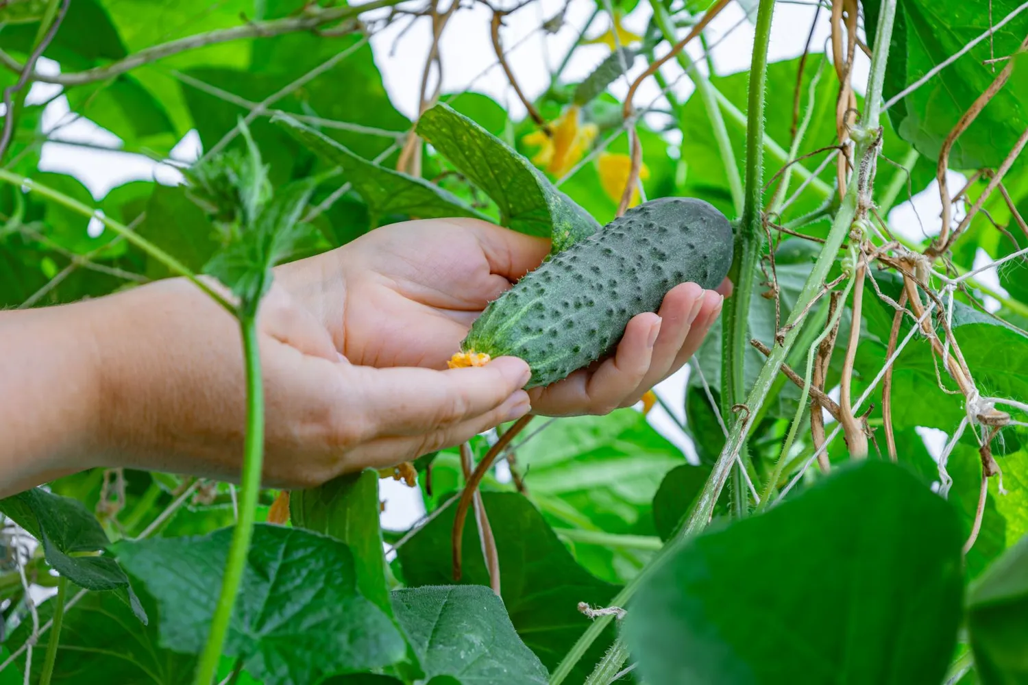 Atsigavę agurkų lapai