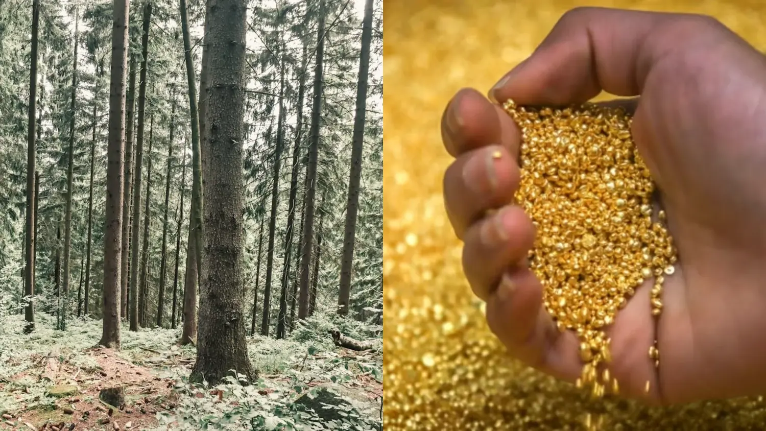 Auksas eglių spygliuose