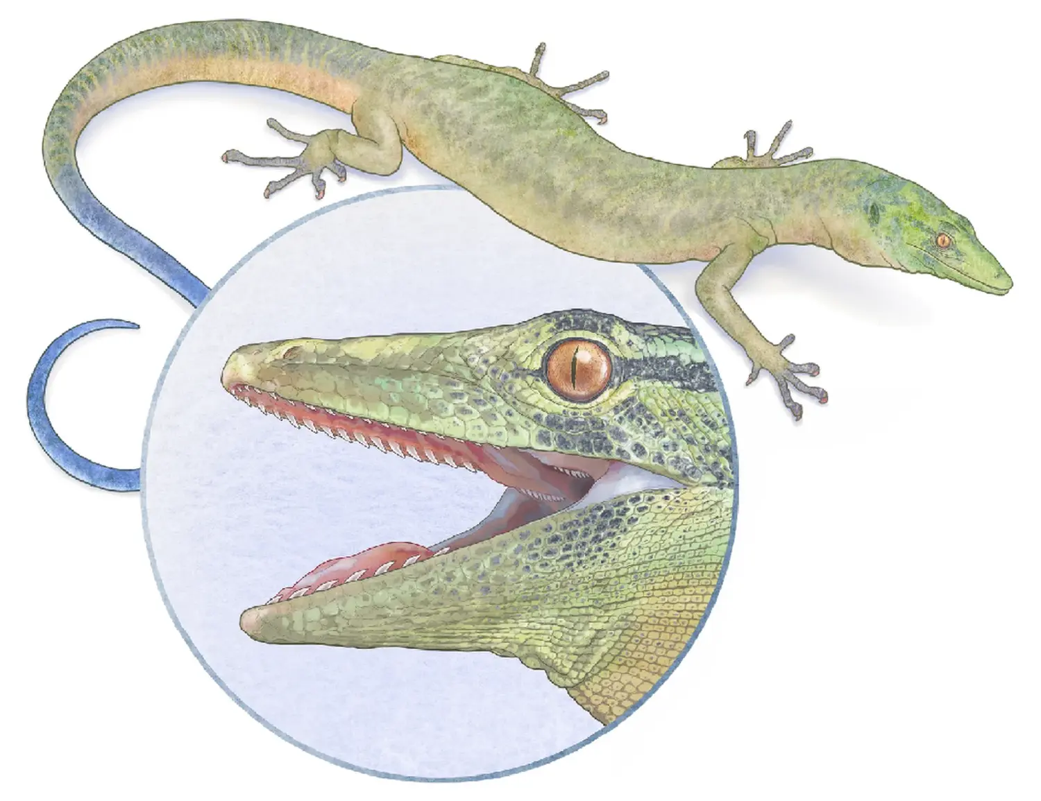 Breugnathair elgolensis yra juros periodo pereinamoji forma tarp gyvačių ir driežų. (Mick Ellison, „Wikimedia Commons“)