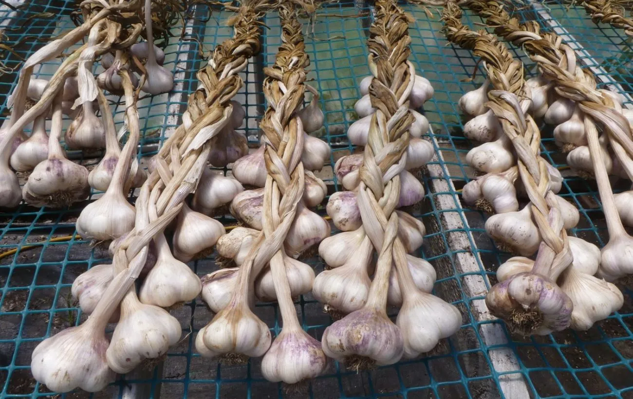 Česnakai išsilaikys ilgus mėnesius
