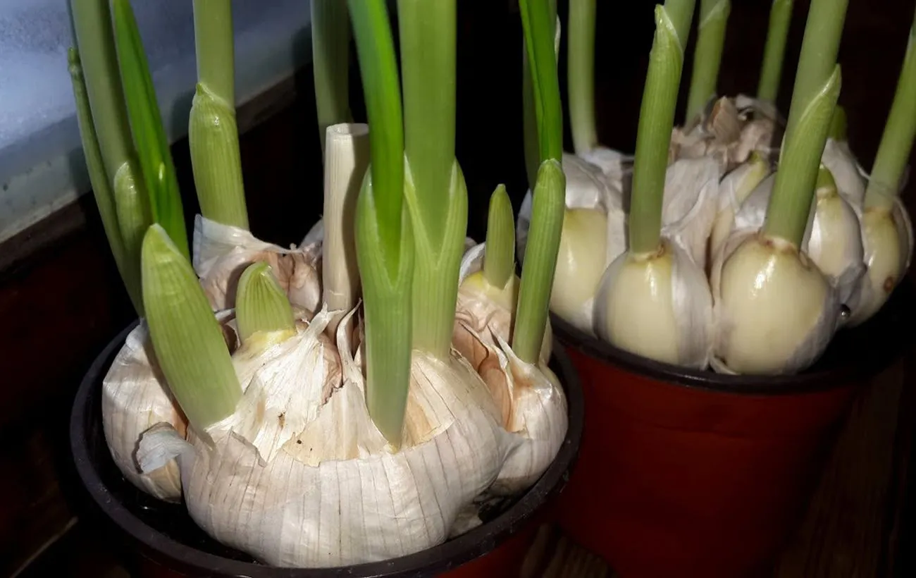 Česnakas sudygo sausio mėnesį