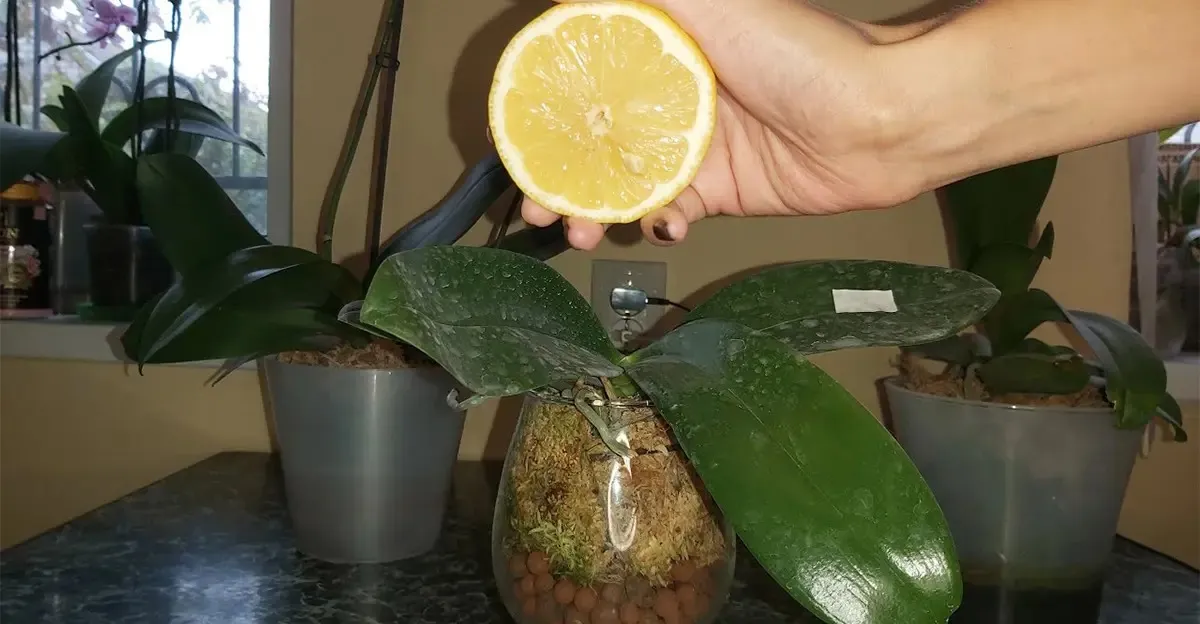 Citrinos naudojimas kambariniams augalams