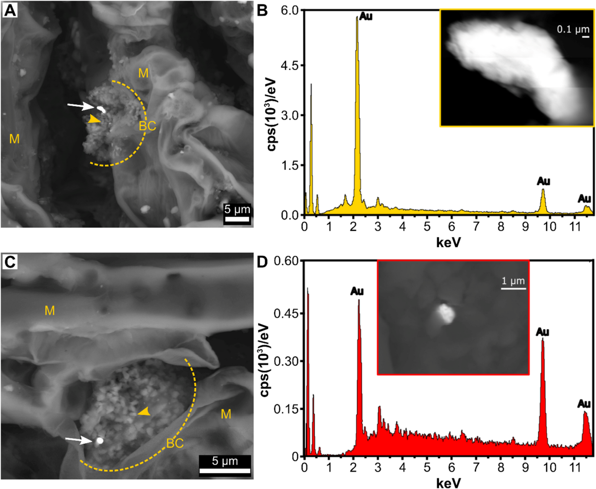 DNR sekoskaita parodė, kad aukso turtingose ​​spygliuose dominavo bakterijų grupės, įskaitant P3OB 42 , Cutibacterium ir Corynebacterium
