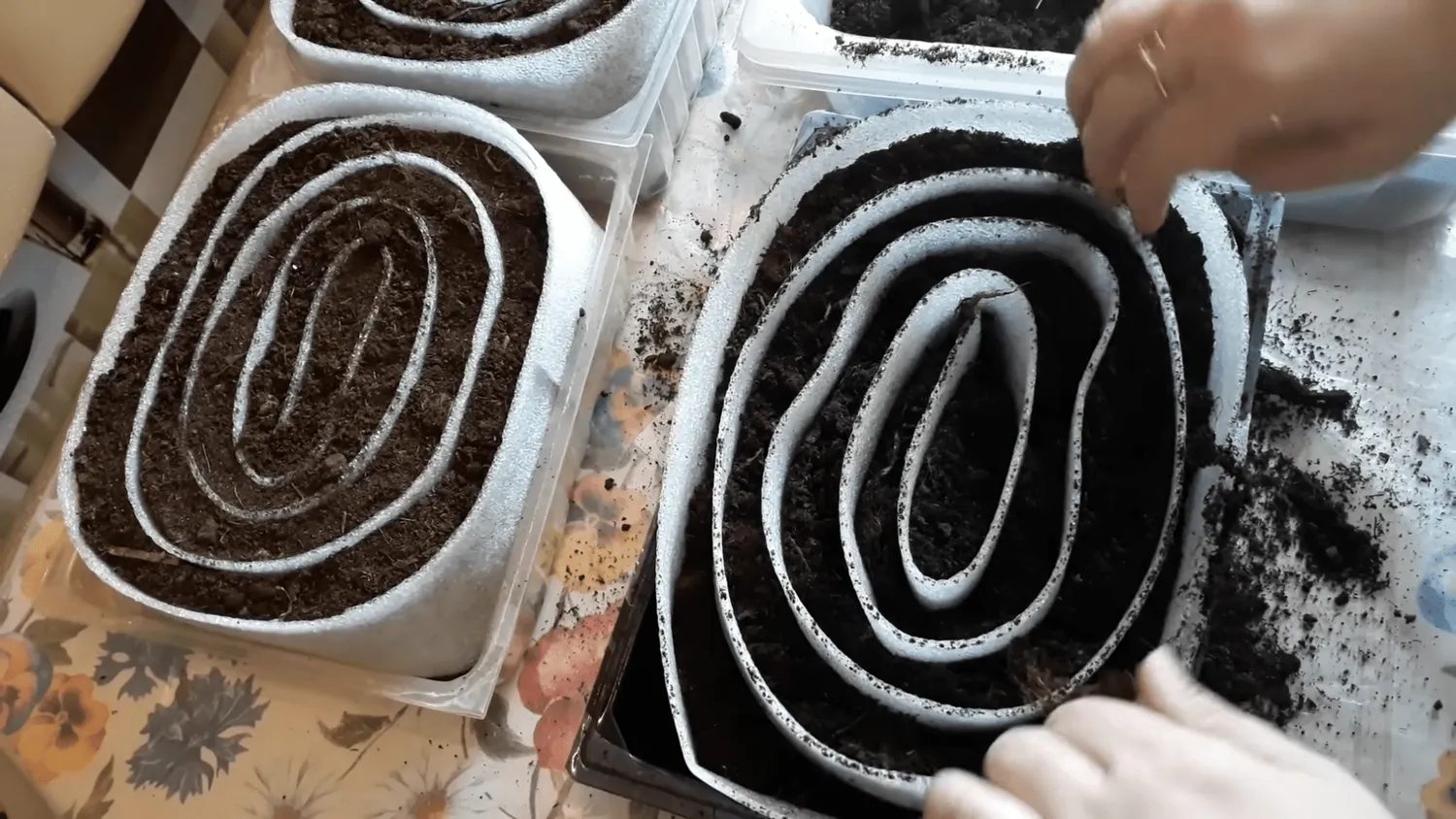 Daigus sėju dideliais „sraigėmis“