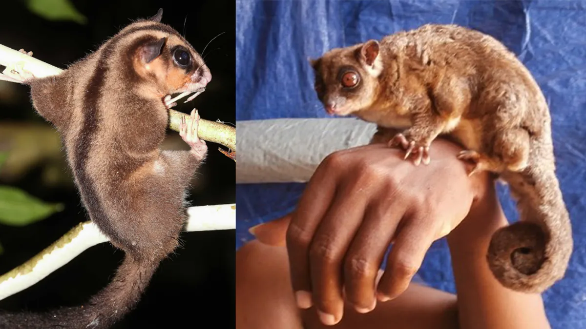 Dvi naujai atrastos rūšys nykštukinis ilgapirštis oposumas (kairėje) ir kiek sutrikusios išvaizdos žieduodegis sklandytuvas (dešinėje). Nuotraukos autoriai Carlos Bokos (kairėje), Arman Muharmansya (dešinėje).