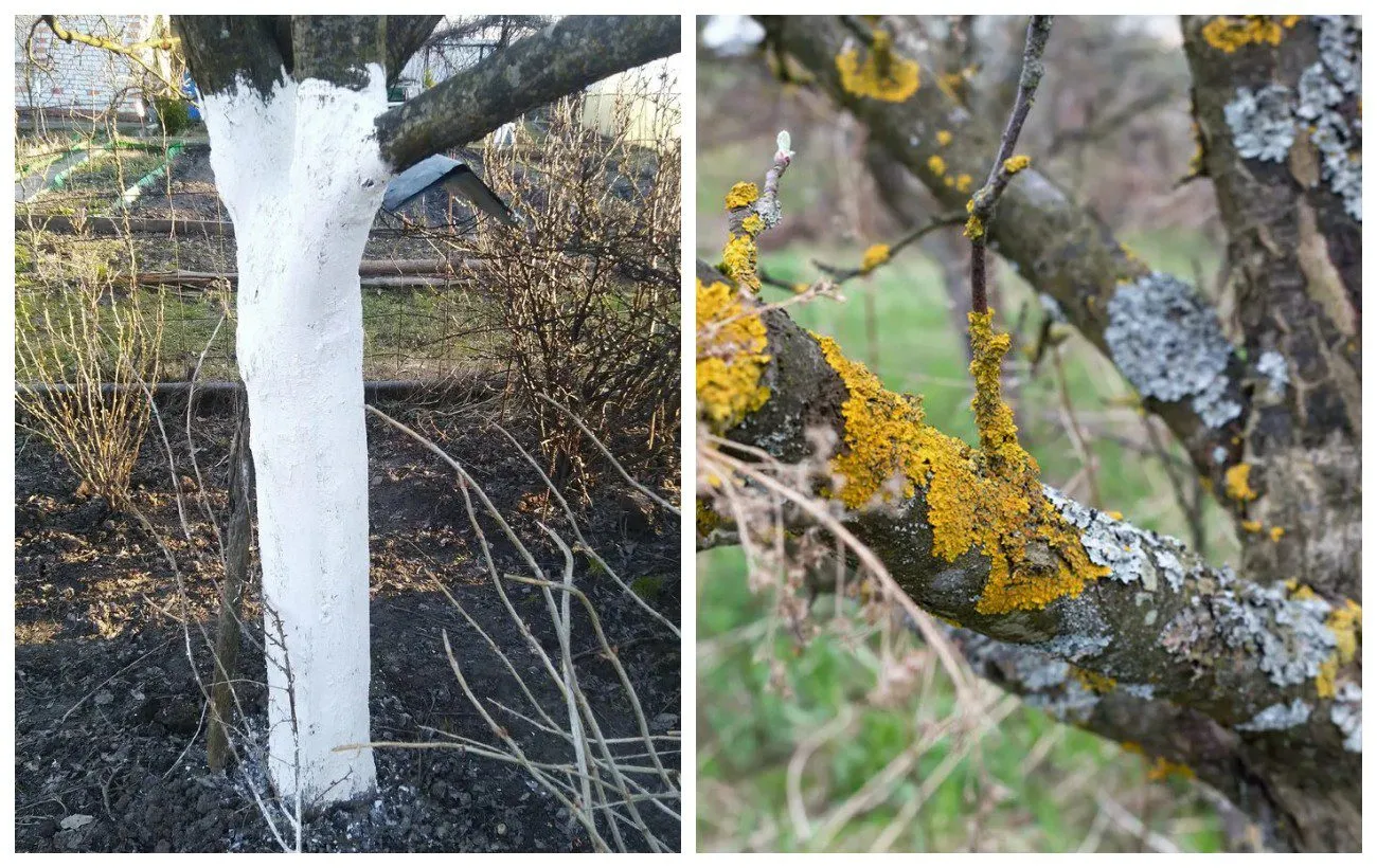 Ekspertai paaiškino, ką gali reikšti baltos dėmės ant medžių šakų