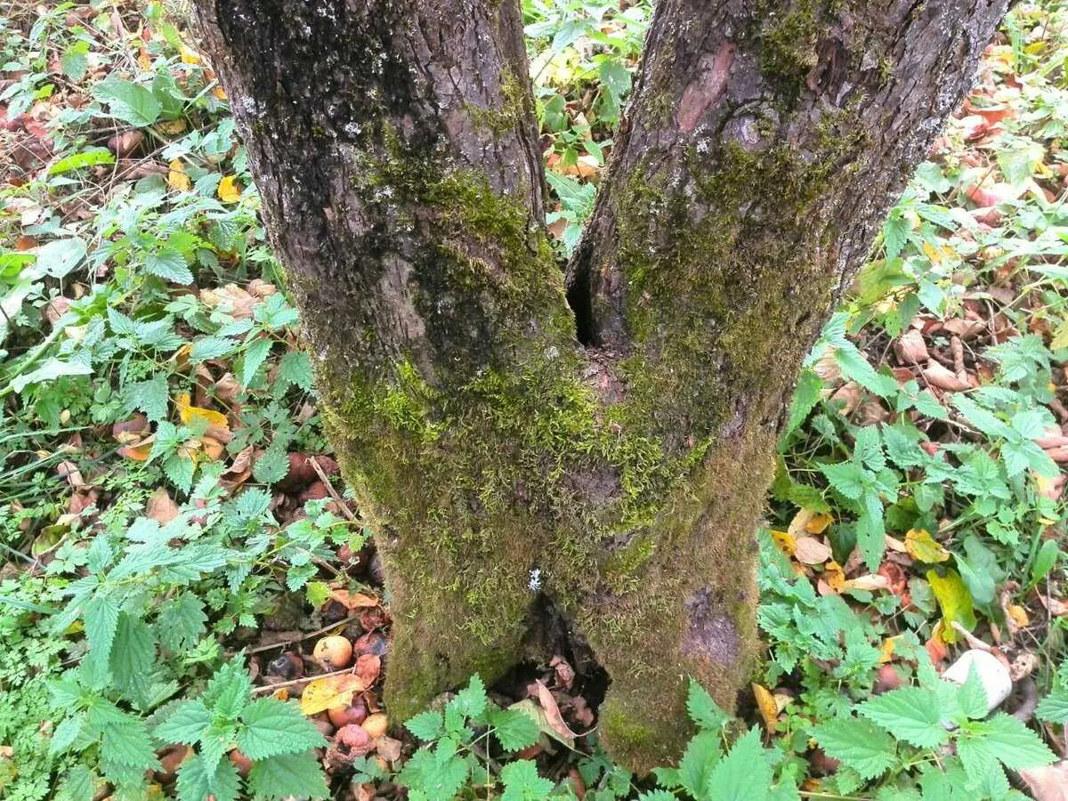 Ekspertai rekomendavo metodą, kuris padės atsikratyti baltų dėmių ant medžių šakų gruodžio mėnesį