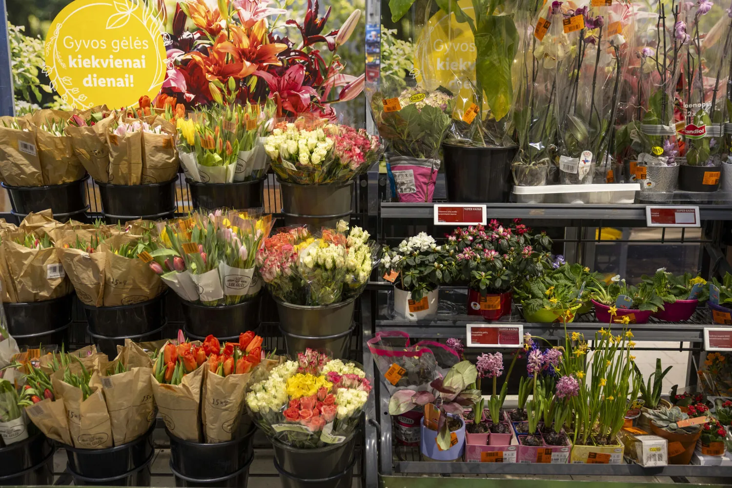 Gėlės Lidl parduotuvėje