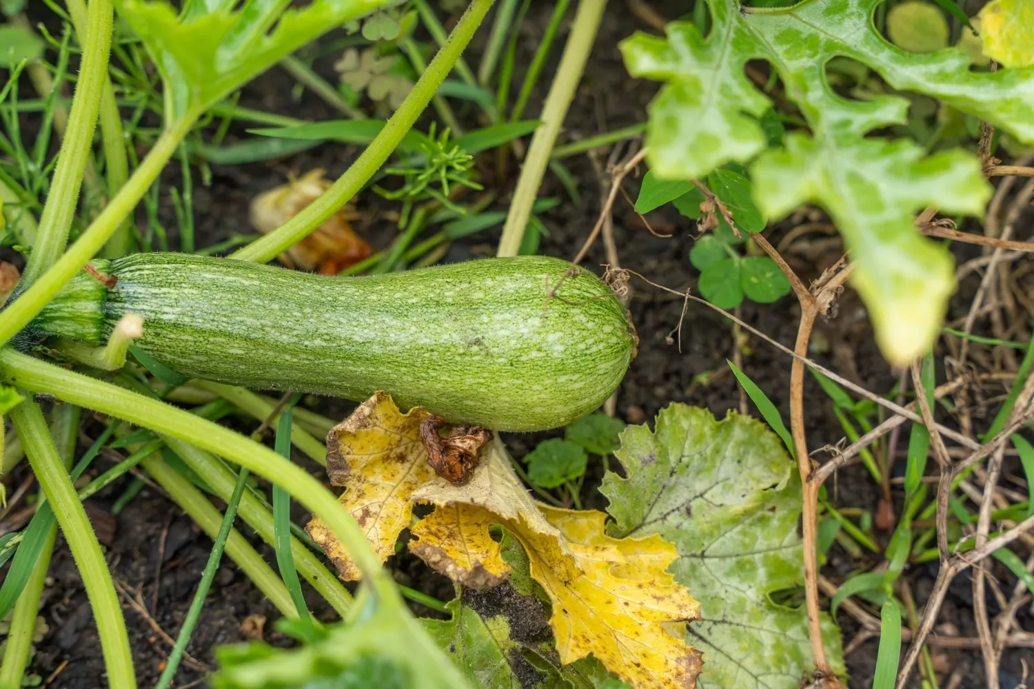 Gelsta cukinijų lapai